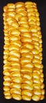 King Corn by Madeleine Welsch